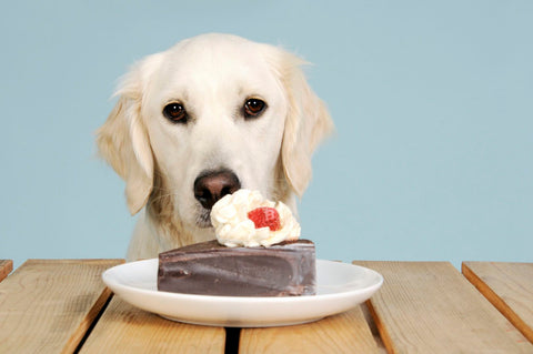 Can Dogs (and Cats) Eat Cake? Yes, Just Not Human Cakes
